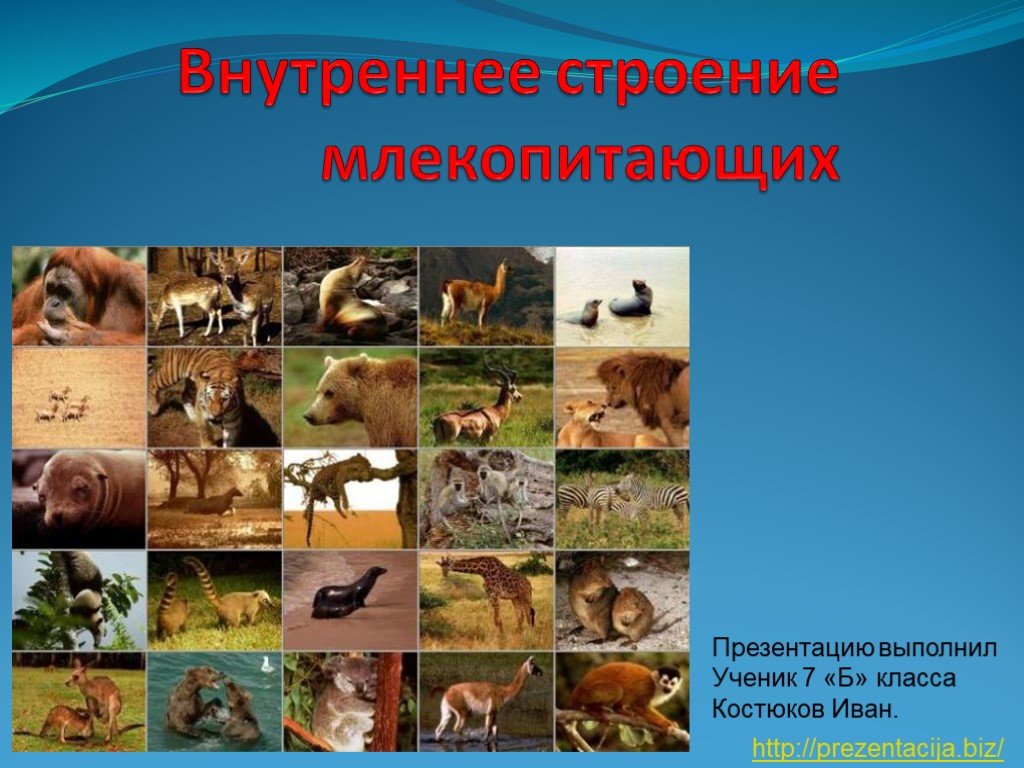 Кракен сайт ссылка онлайн
